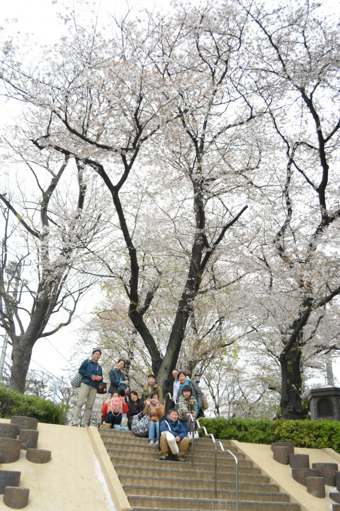 西戸山レッスンあとのお花見。立派な桜。